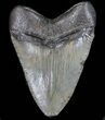 Serrated, Megalodon Tooth - South Carolina #39981-1